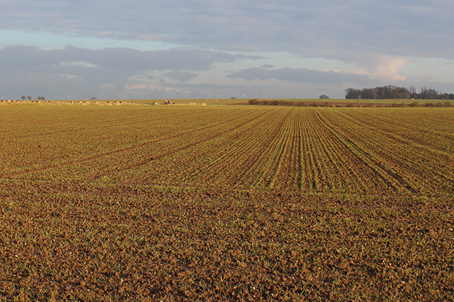 Ploughed field near Thurne, Norfolk