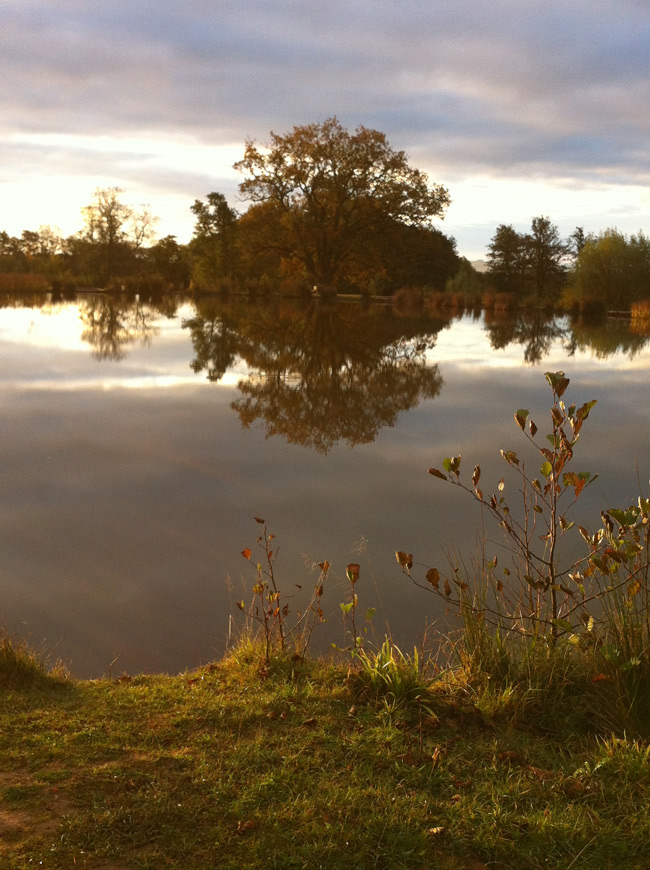 Oak tree by the lake, Ledbury
