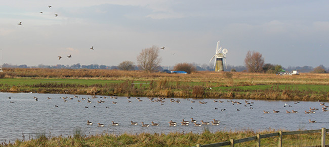 Windmill and waterfowl, Thurne, Norfolk