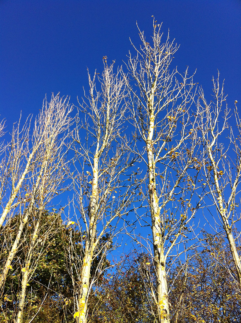 winter birches