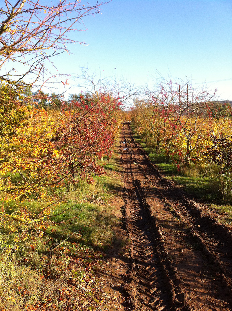 track through apple orchard