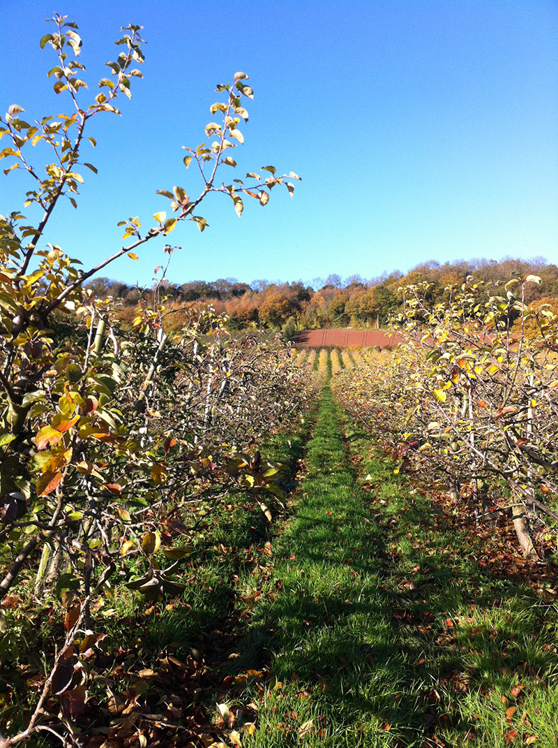 view through apple orchard