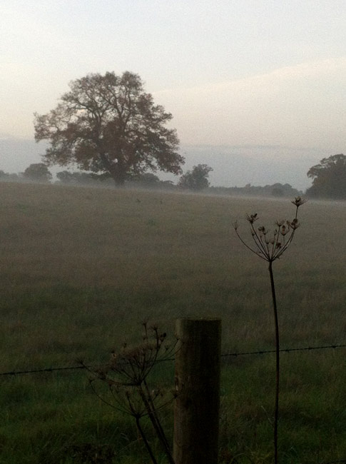 autumn field with oak tree