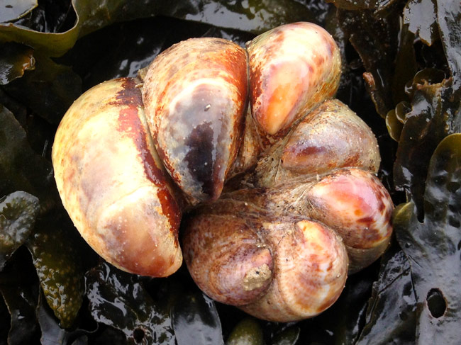 limpets as devils claw
