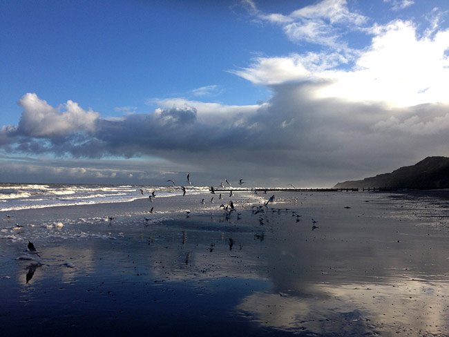 gulls on Cromer beach