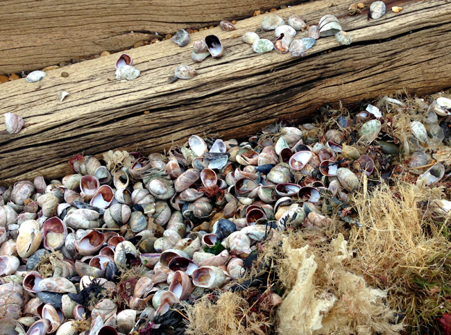 limpet shells on the beach