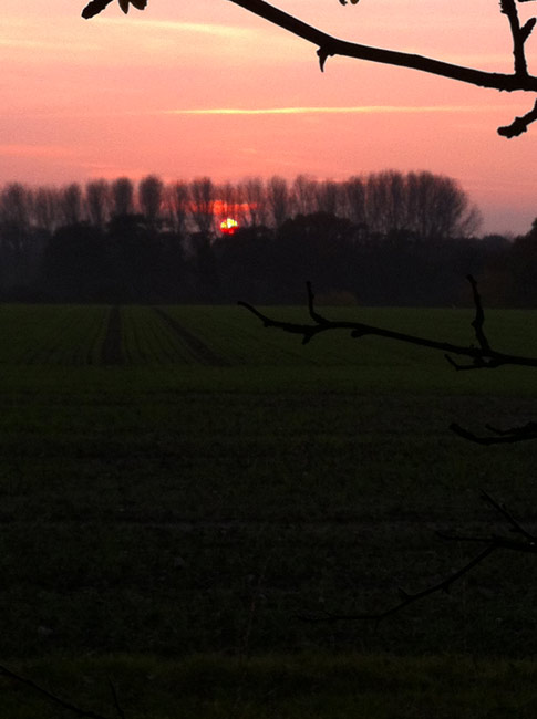 sun setting through trees