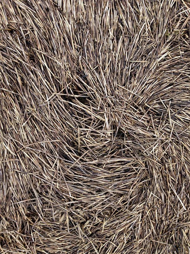 Wheat field in March