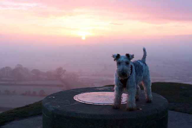 Fox terrier on Glastonbury Tor