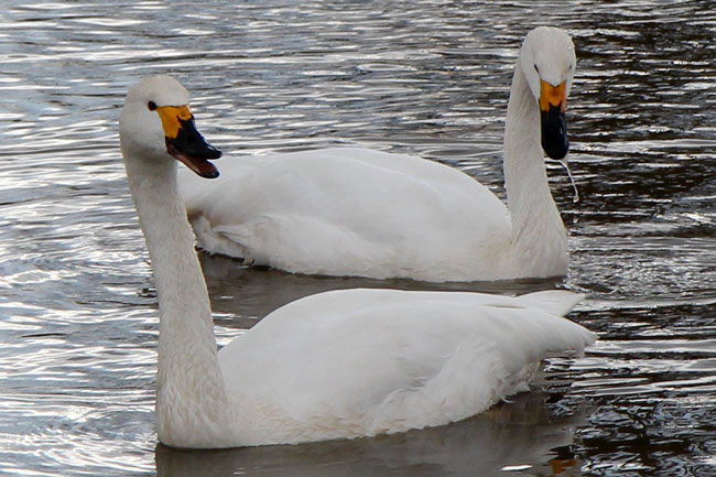 Bewick swans, Slimbridge
