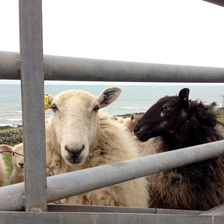 Hill sheep, Barmouth, waiting for breakfast