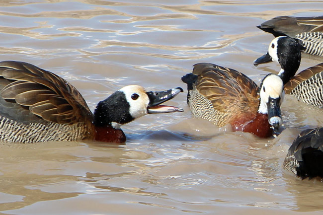 ducks arguing, Slimbridge
