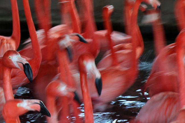 Caribbean flamingo, Slimbridge