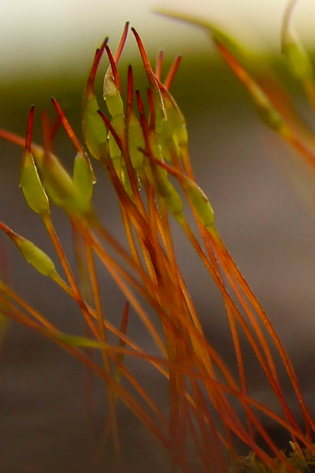 Moss detail, Purton hulks