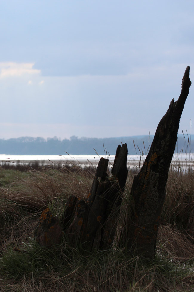 Prow ribs of a Purton hulk