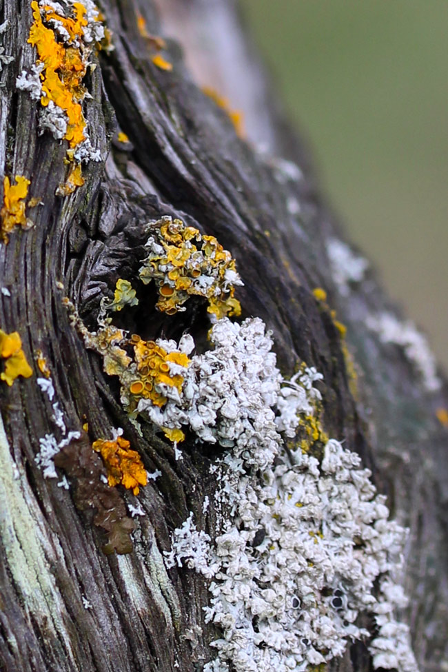 Lichens, Purton hulks
