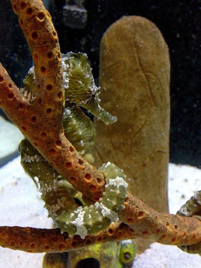Seahorse in Sealife Centre, Brighton