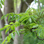 Ash tree leaves