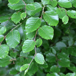 beech leaves