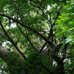 beech tree