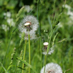 blown dandelion clocks