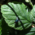 bluebottle on leaf