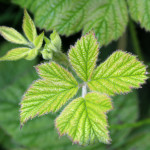 bramble leaves