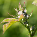 bramble flower buds