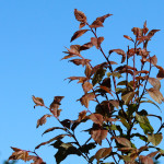 young copper beech tree