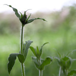 bud with blackfly larvae
