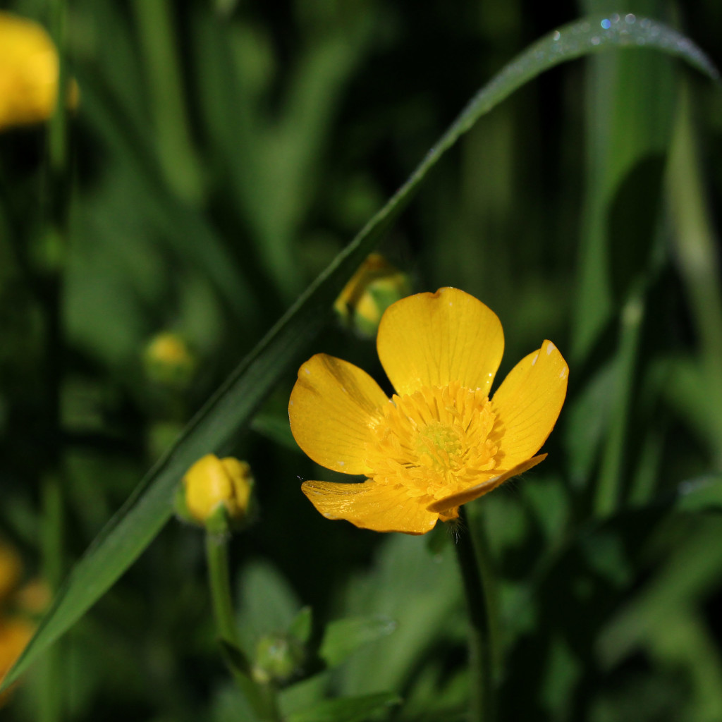 buttercup