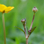 buttercup buds