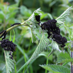 mass of black peacock caterpillars on nettles