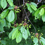 wild cherry tree with fruits