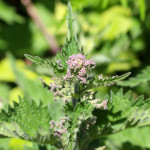 common nettle