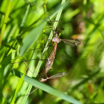 crane flies mating