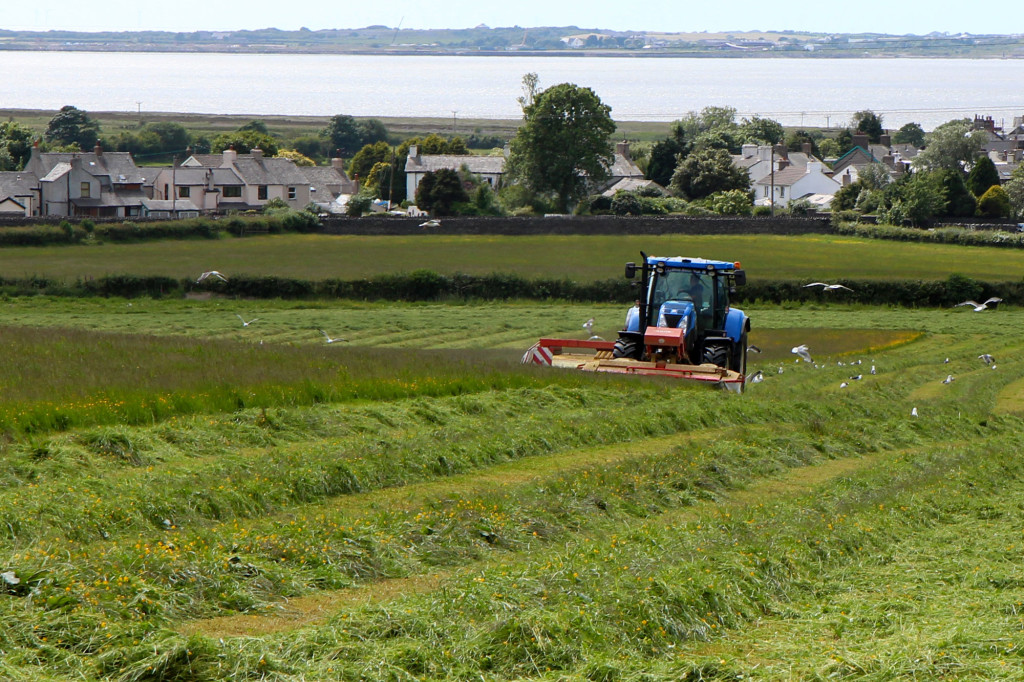 Mowing the hay field