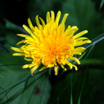 dandelion flower