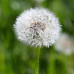 dandelion clock