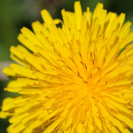 close up dandelion flower