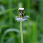 dandelion head