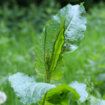 dock with small insect