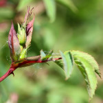 dog rose bud