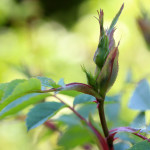 dog rose bud