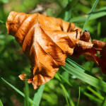 dried leaf