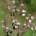 dried seed heads