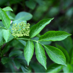 Elder leaf with flower buds