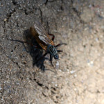 empid fly (empis tessellata)