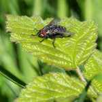 fly on bramble leaf