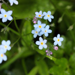forget me not